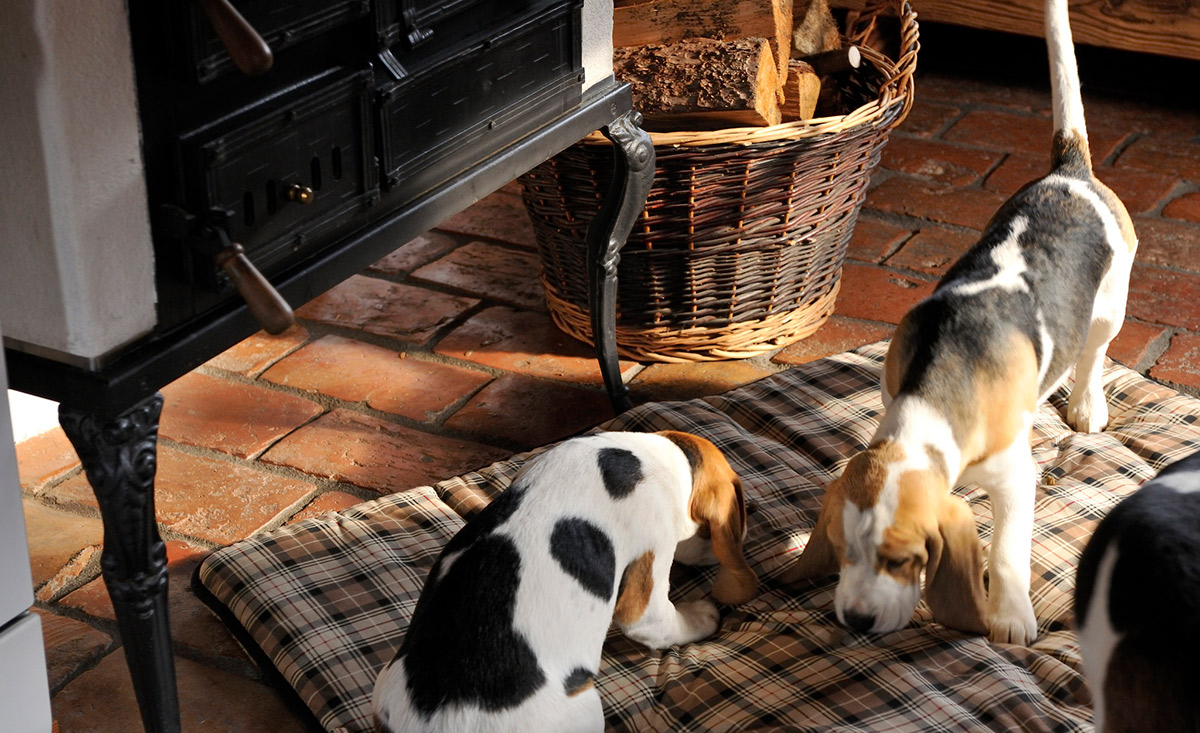 Landgut Moserhof Urlaub mit Hund im Chalet